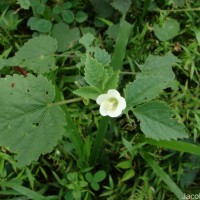 Hibiscus lobatus (Murray) Kuntze